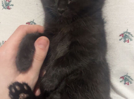 3 kittens