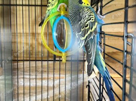 budgies.