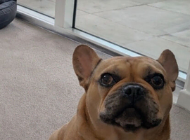 Countryside Home Wanted for Adored French Bulldog