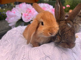 4 beautiful French lop x mini lop