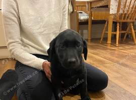 KC Lab puppy