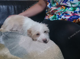 Jack Russel puppies for sale