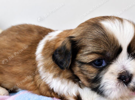 Adorable Shih Tzu Puppies &ndash; 4 Available