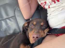 pocket bully cross