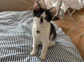Kitten needs rehoming ASAP