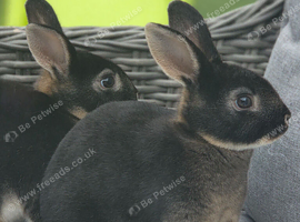 Mini rex black otter buck
