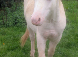 Stunning yearling gelding