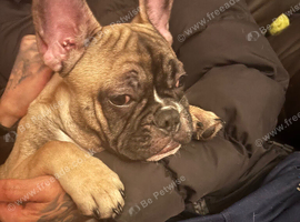 French bulldog puppy