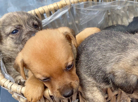 Jack russel puppies