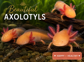 Gold albino axalotyl for sale