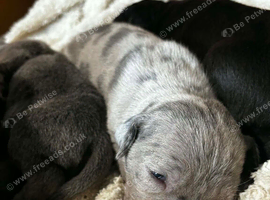Cane corso