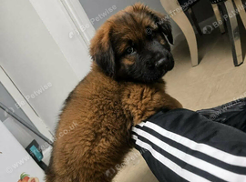 Max
