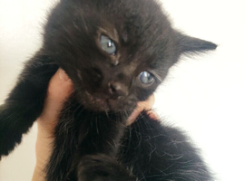 1 Month‑Old Kittens Ready to Reserve &ndash; Collection After 8 Weeks.
