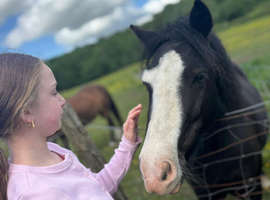 12hrs beautiful pony for loan