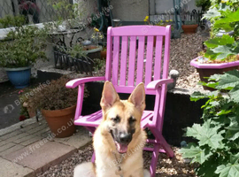 German Sheppard