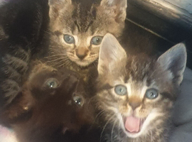 Kittens for sale &pound;100