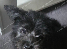 Female gsd cross puppy