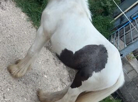 Filly to make 13.1++