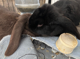 Giant french lops must stay together