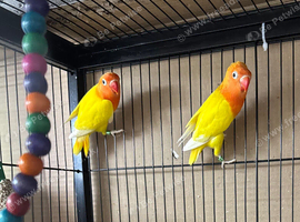 Lutino birds for sale