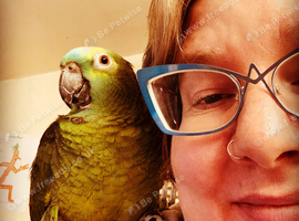 Older Amazon parrot