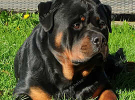 Kc, extensively health tested rottweiler stud
