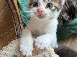 READY NOW TABBY AND WHITE MALE KITTEN