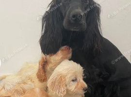 Cockatoo puppies