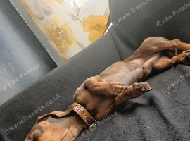 Miniature dachshund