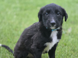 Lurcher puppies
