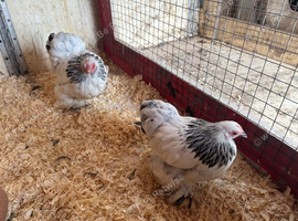 Columbine pekins