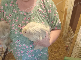 Lilac and cream sheltie boy 8 months old