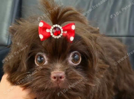 4 Month Old Chocolate Yorkie Pup