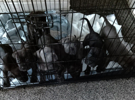 Cane corso pups ready now