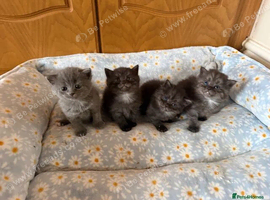 Beautiful Persian x British shorthair kittens