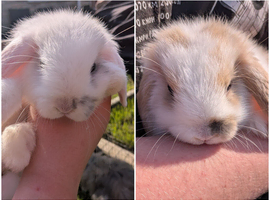 2 Gorgeous Little Girl Mini Lops.