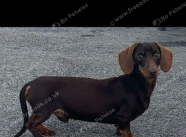 Miniature dachshund for stud