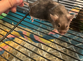 Long Haired Baby Mice READY NOW