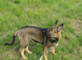 German shepherd x border collie female puppy