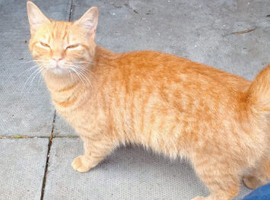 Beautiful ginger kittens
