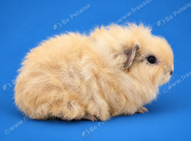 Cream Swiss boar purebred