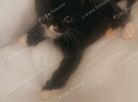 Loving kittens looking for forever homes