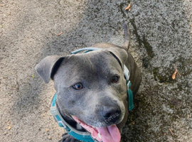 BLUE STAFFY MALE