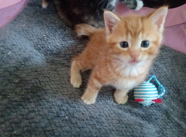 Kittens