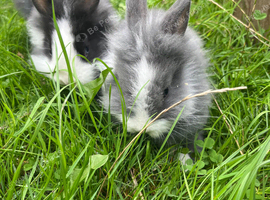 Adorable dwarf/ lionhead baby rabbits