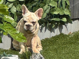Female big rope French bulldog