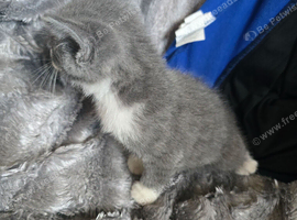 Lovely kittens