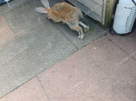 7month old continental giant rabbit