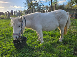 Shetland mare