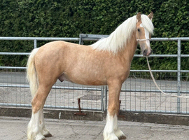 Palomino colt make 15h/15.1